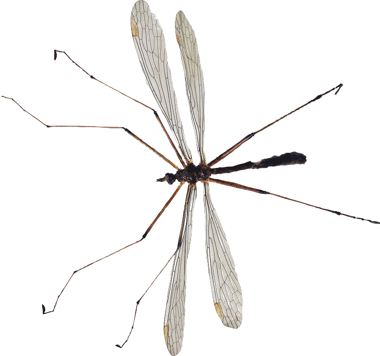 تصویر مراحل